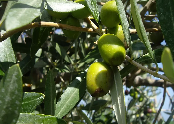 Casa vacanza: Agriturismo Il Borgo Degli Ulivi